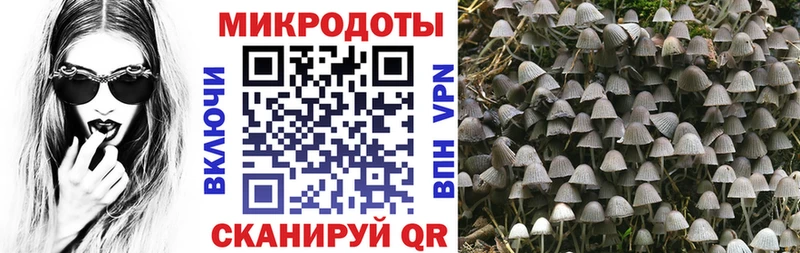 Псилоцибиновые грибы Cubensis Нерчинск